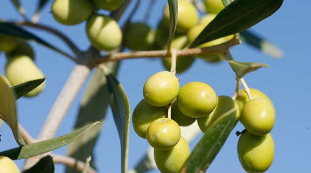 Aceite de oliva, el oro líquido