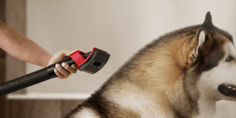 Dyson lanza V16 Animal y HushJet